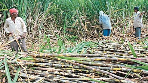 Departed to factories with agricultural laborers