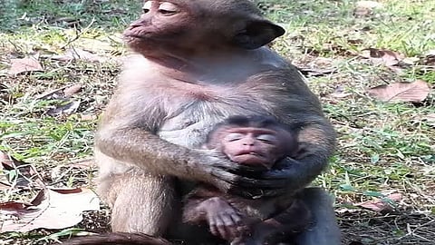 monkey locked with the help of village people in kudal sindhudurg