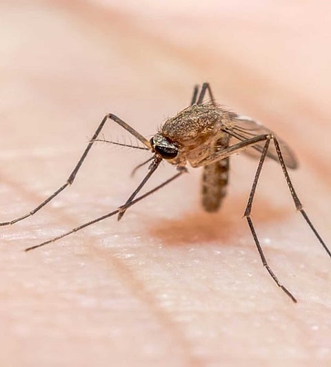 malaria patients