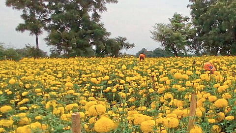 माली पारगावच्या चार शेतकऱ्यांना झेंडू फूलशेतीचा आधार