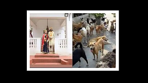 wedding in the temple and 500 stray dogs came at reception