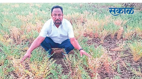 The possibility of a large reduction in production due to the disease