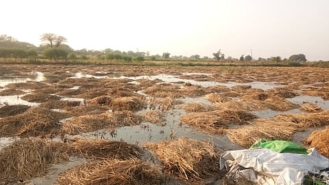 Loss of farmer due to negligence of Irrigation Department