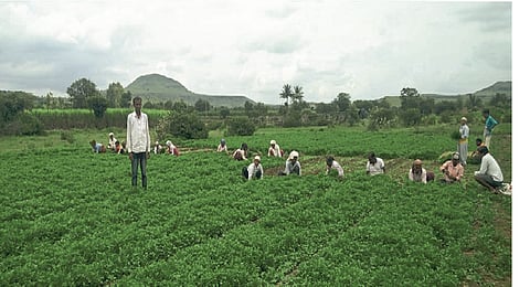 mhalunge
