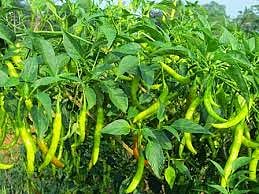 mirchi.jpg