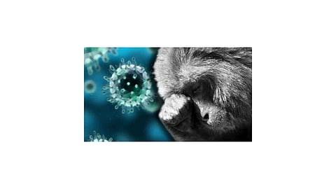 monkey fever kdf positive patients in degvade kokan marathi news