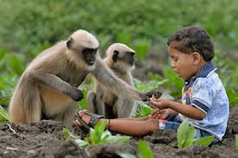 monkey