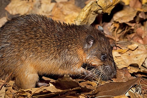 rats tried to eat body of kid in postmortam room