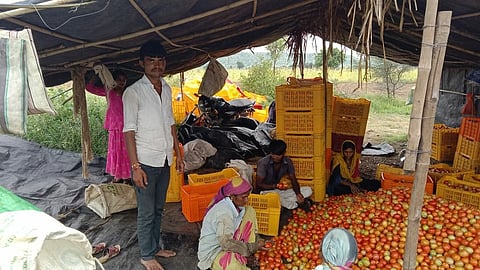 narayangaon tomato