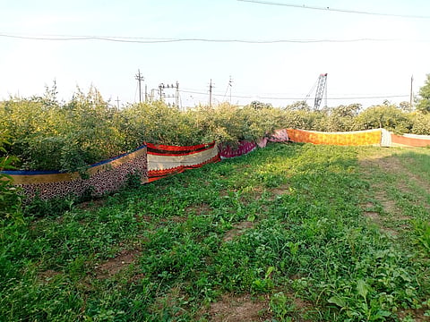Sari fence planted for crop protection