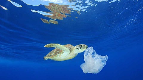 World Oceans Day 2019
