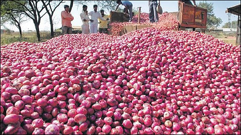 onion2.jpg