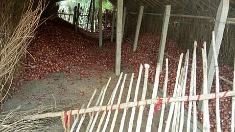 onion.jpg