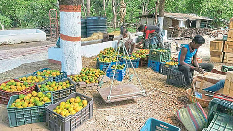 Farmer Chinmay Phutane