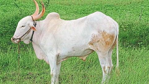 राज्यात बैलांची संख्या घटतेय