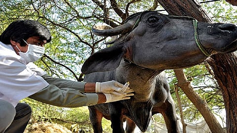 Three thousand animals were hanged in Vejegaon