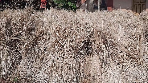 माणगाव : अतिवृष्टीत ओल्या झालेल्या पेंढ्या शेतकरी उन्हात वाळवत आहेत.