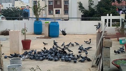 pigeons.jpg
