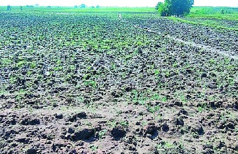 farmers facing problem due to double sowing of gram in wardha