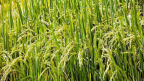  rice crop