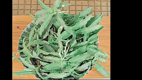 Vegetables that are easily available become unfamiliar .
