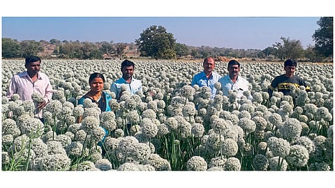 राऊत बंधू - कांदा बीजोत्पादनातील मास्टर