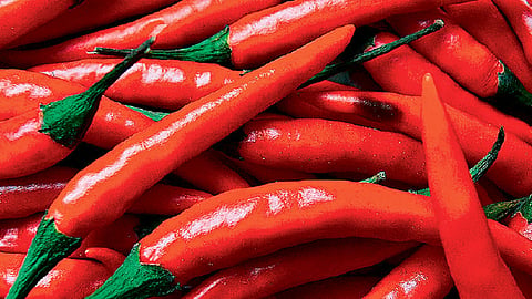 सोलापुरात लाल मिरची पोचली शंभर रुपयांवर