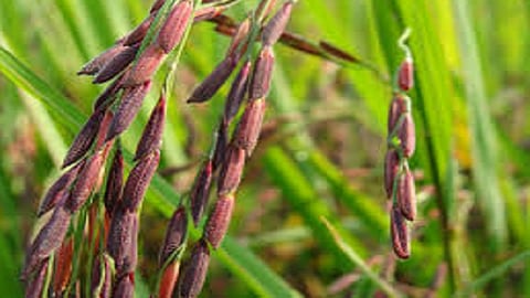 Encourage black and red rice varieties in ratnagir