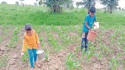 पिंपळगाव रेणुकाई : पिकांना खते टाकण्यात मग्न असलेले विद्यार्थी. 
