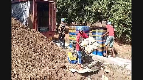 धक्कादायक! कोरोनाने घेतला २ लाख कोंबड्यांचा जीव