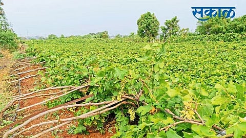 Rain blow the Sangali district; hits the rabbi with grapes