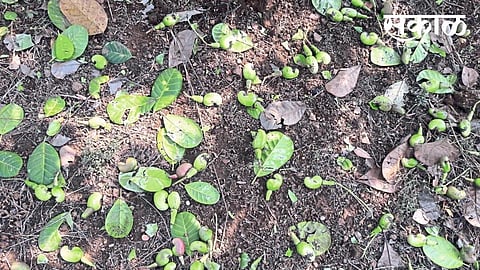 cashew damage due rain vaibhavwadi konkan sindhudurg