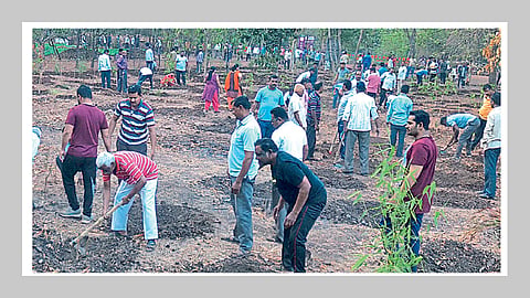 ‘आमराई’साठी सरसावले हजारो हात 