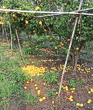 santra nuksan