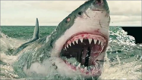 brave husband saved wife from shark by at australia