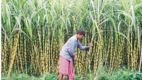 सोलापूर जिल्ह्यातील 38 पैकी  फक्त 24 कारखान्यांतच होणार गाळप 
