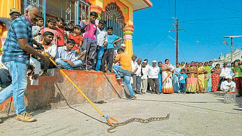वारुगड, बोथे, कळसकरवाडी परिसरात सापांचा वावर; श्रीपालवणात सर्पमित्राकडून जनजागृती