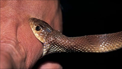three children died due to snake bite at uttar pradesh