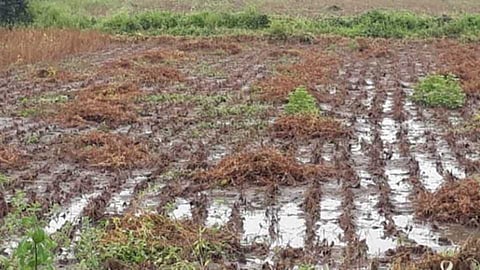 Akola News: Damage to farmers soybeans