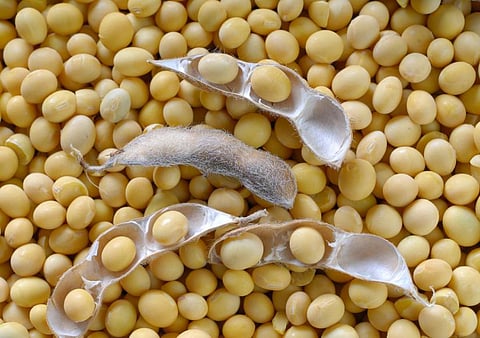 soyabean news