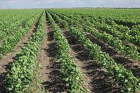 soyabean crops.jpg