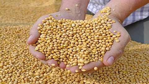 शेतकऱ्यांच्या दिवाळीची वाढली गोडी; सोयाबीनला आला सोन्याचा भाव