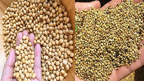  soybean-seeds.jpg