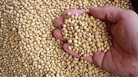 soybean rate increases after farmer selling their seeds in yavatmal 