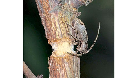 stem-girdler-beetle