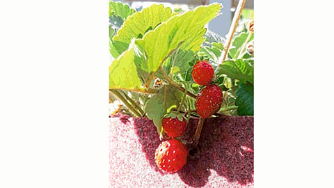 strawberry crop on terrace in kolhapur