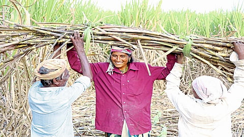 Problem Of Sugarcane Transportation Is Serious Kolhapur Marathi News