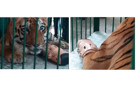 tiger