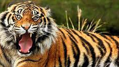 STF team fired four shots Nine people were killed Man-eating tiger killed in Bihar