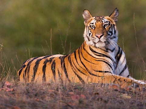 tiger corridor